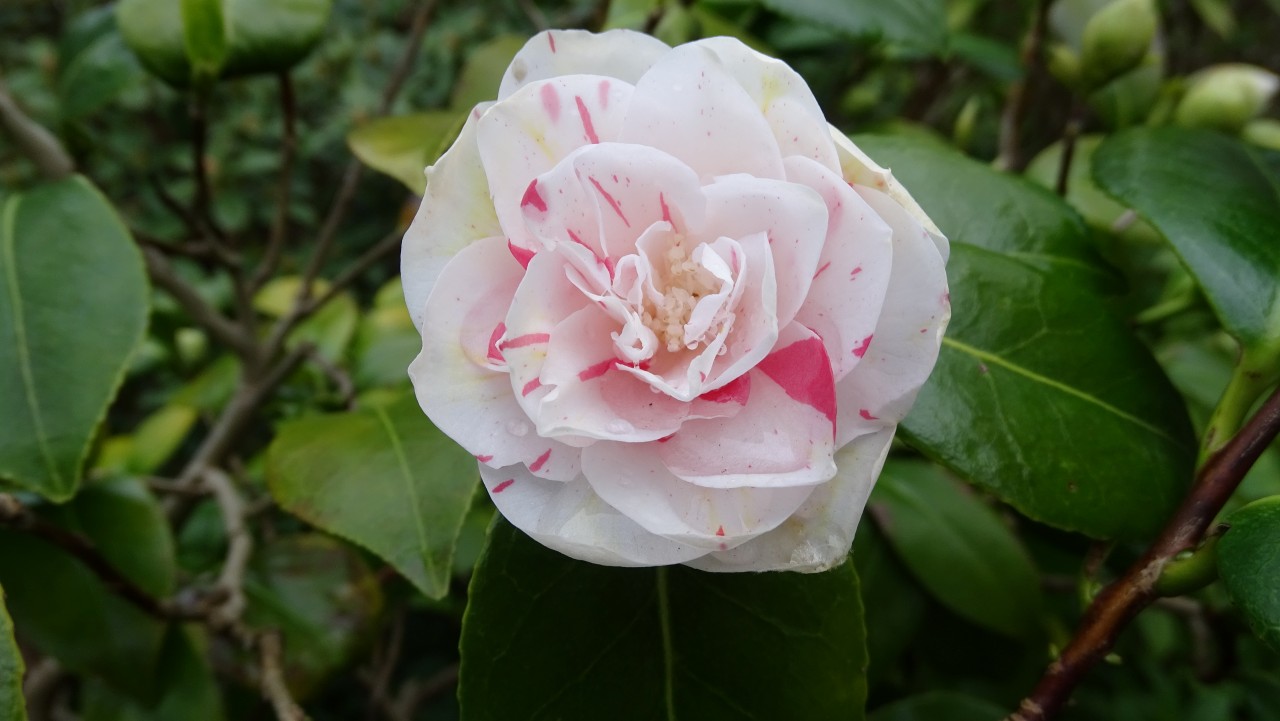 Image of C. japonica 'Tricolor'